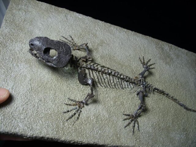 Captorhinus Permian Reptile Skeleton (068123a) - Image 3
