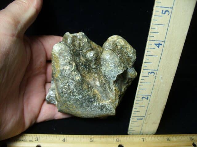 Fossilized Partial Mastodon Molar (062023e)