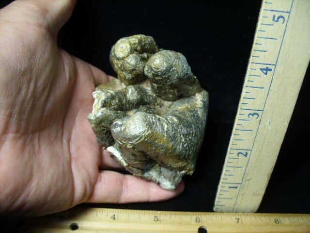 Fossilized Partial Mastodon Molar (062023e) - Image 2