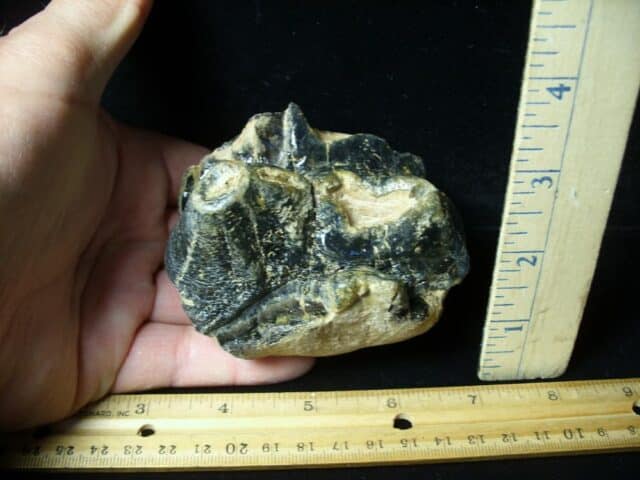 Fossilized Partial Mastodon Molar (062023k) - Image 2