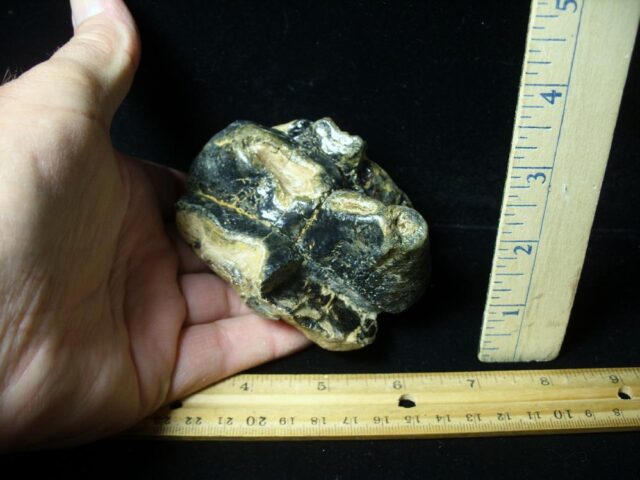 Fossilized Partial Mastodon Molar (062023k)