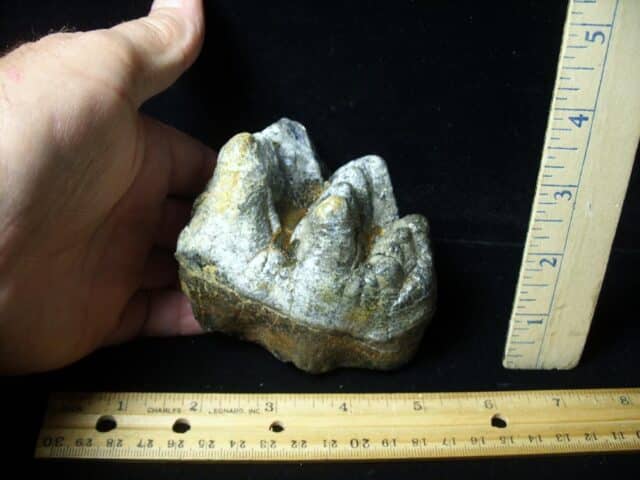 Fossilized Mastodon Molar (062023p)