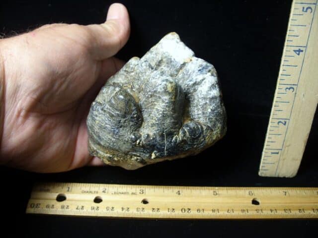 Fossilized Mastodon Molar (062023p) - Image 2