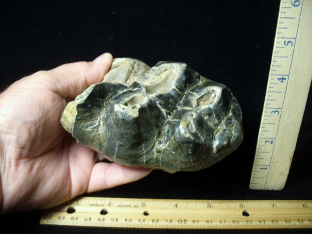 Fossilized Mastodon Molar (062023r)