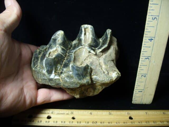 Fossilized Mastodon Molar (062023r) - Image 2