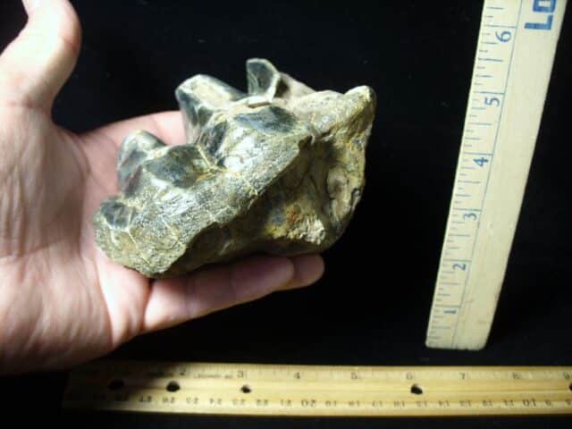Fossilized Mastodon Molar (062023r) - Image 3