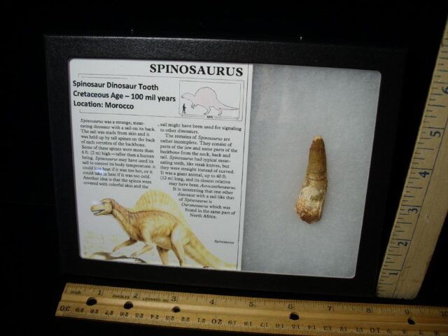 Authentic Spinosaurus Dinosaur Tooth (062123c)