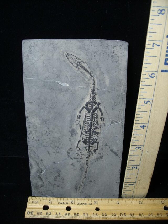 Fossil Reptile - Keichousaurus hui   (062123e)