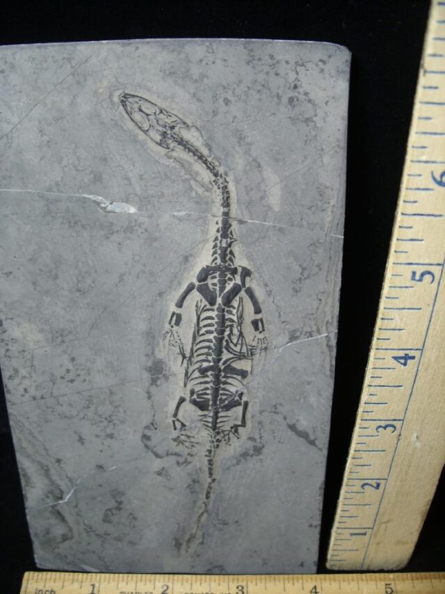 Fossil Reptile - Keichousaurus hui   (062123e) - Image 2