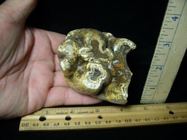 Fossilized Mastodon Molar "Partial" (062123h)