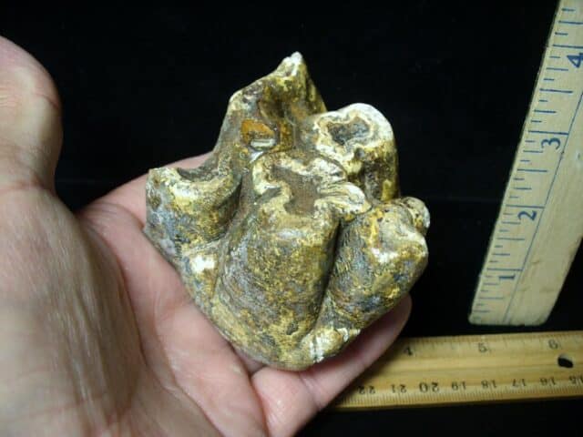 Fossilized Mastodon Molar "Partial" (062123h) - Image 2
