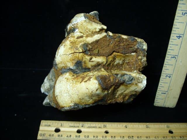 Fossilized Mastodon Molar "Partial" (062123m)
