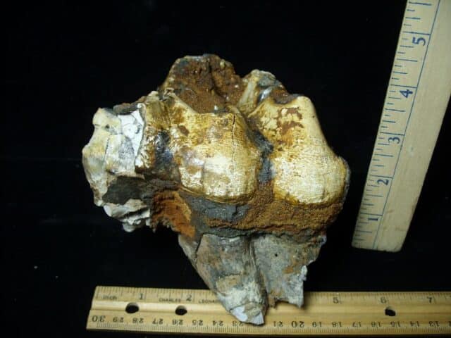 Fossilized Mastodon Molar "Partial" (062123m) - Image 2