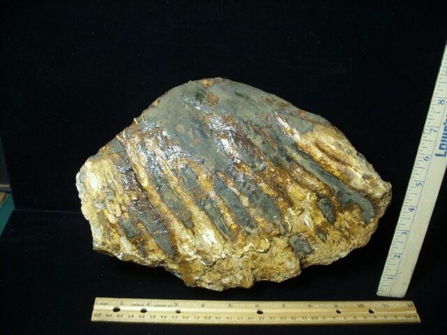 Fossilized Mammoth Molar (062123n) - Image 5