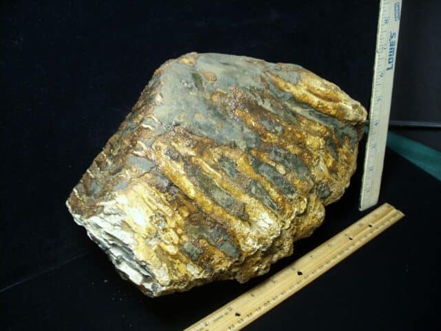 Fossilized Mammoth Molar (062123n) - Image 4