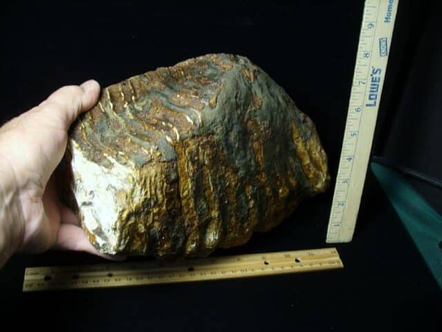 Fossilized Mammoth Molar (062123n) - Image 3