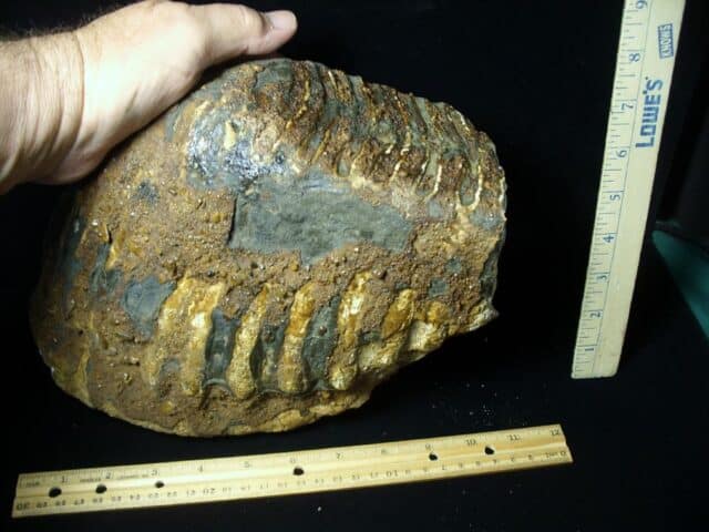 Fossilized Mammoth Molar (062123n) - Image 2