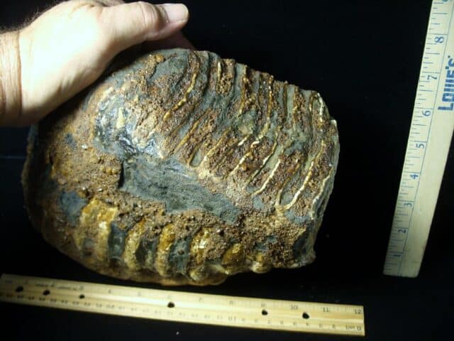Fossilized Mammoth Molar (062123n)