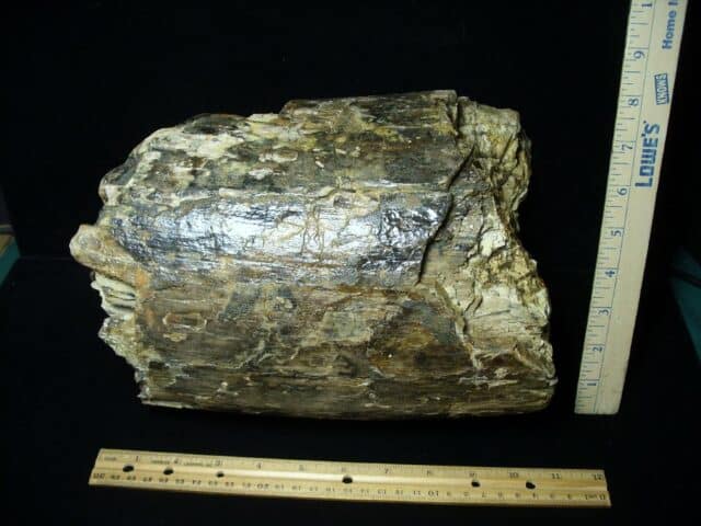 Fossilized Mastodon Tusk "Partial" (062923a)