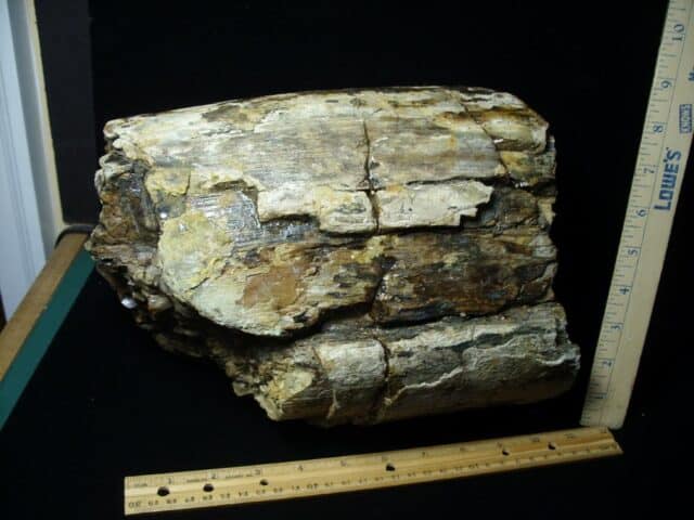 Fossilized Mastodon Tusk "Partial" (062923a) - Image 3