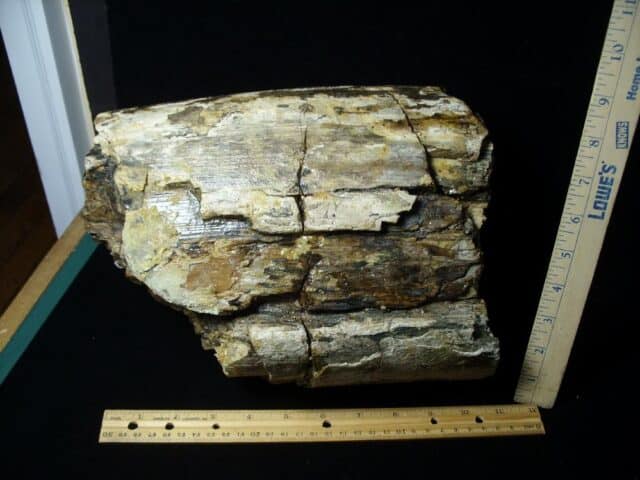 Fossilized Mastodon Tusk "Partial" (062923a) - Image 4