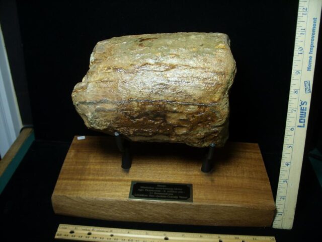 Fossilized Mastodon Tusk "Partial" (062923e)