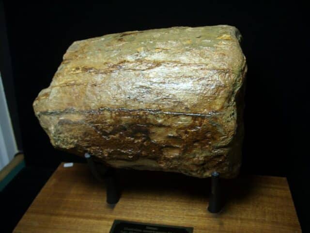 Fossilized Mastodon Tusk "Partial" (062923e) - Image 2