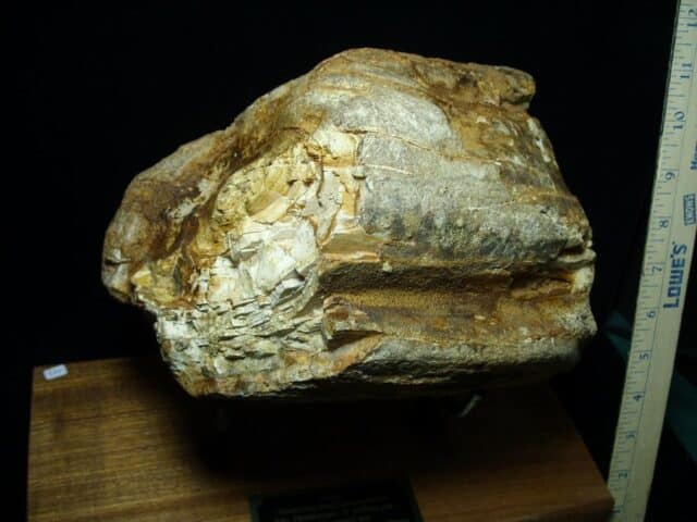 Fossilized Mastodon Tusk "Partial" (062923e) - Image 3