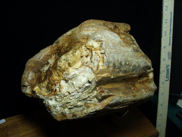 Fossilized Mastodon Tusk "Partial" (062923e) - Image 4
