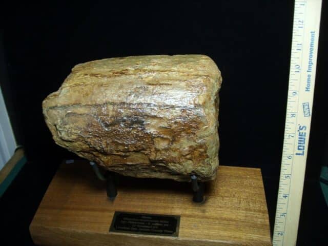 Fossilized Mastodon Tusk "Partial" (062923e) - Image 5