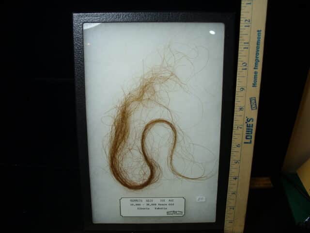 Authentic Mammoth Hair