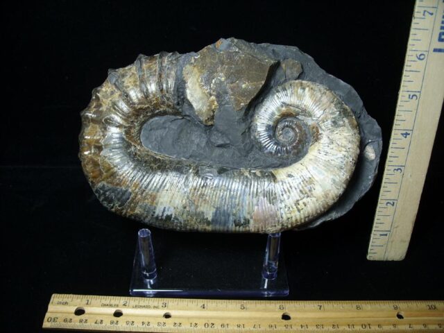Ancyloceras – Ammonite (062923j)