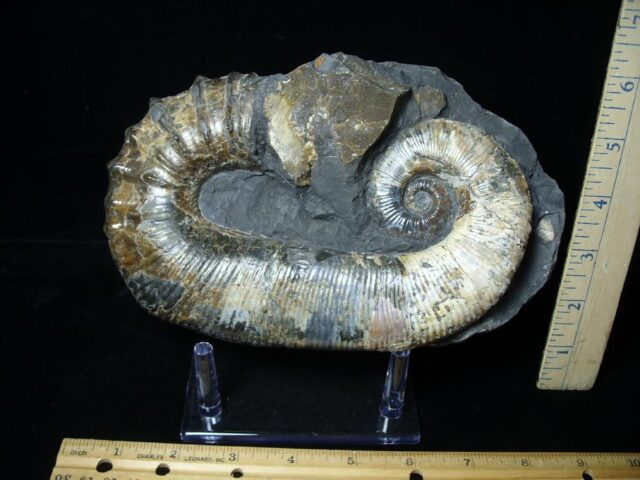 Ancyloceras – Ammonite (062923j) - Image 2