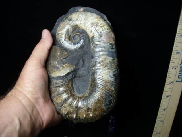 Ancyloceras – Ammonite (062923j) - Image 3