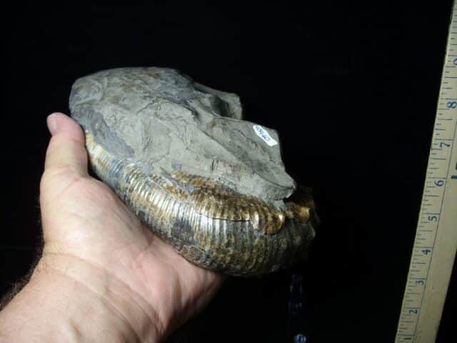 Ancyloceras – Ammonite (062923j) - Image 4