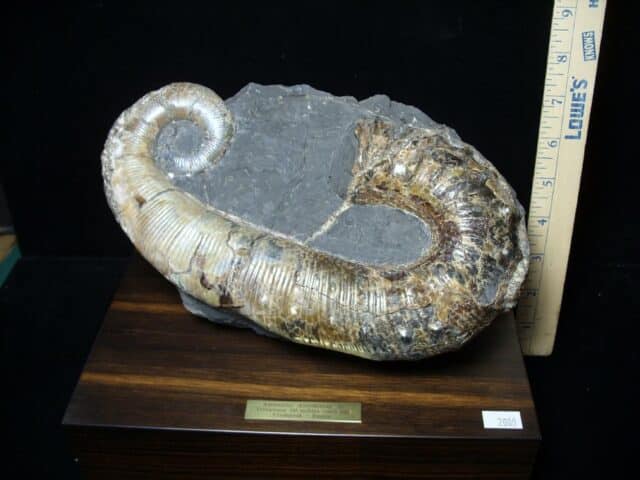 Ancyloceras – Ammonite (062923k)