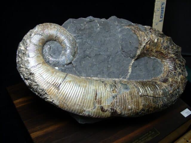Ancyloceras – Ammonite (062923k) - Image 2