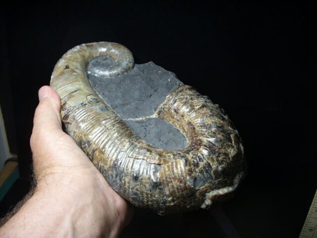 Ancyloceras – Ammonite (062923k) - Image 3