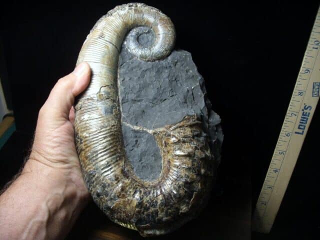 Ancyloceras – Ammonite (062923k) - Image 4