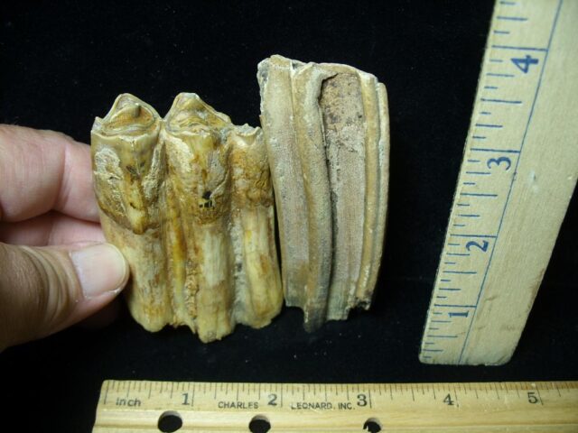 Fossilized Horse Teeth (070423d)