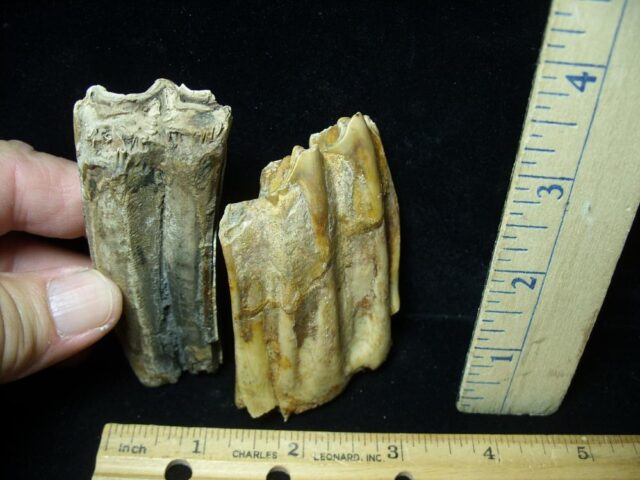 Fossilized Horse Teeth (070423d) - Image 2