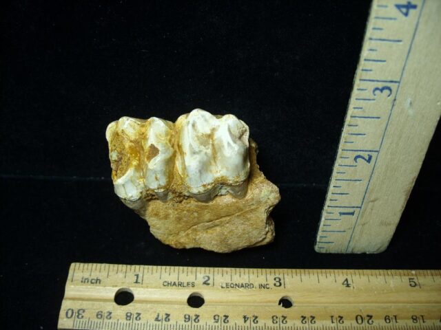 Fossilized "Short Legged Llama" Teeth in Jaw (070423e) - Image 2
