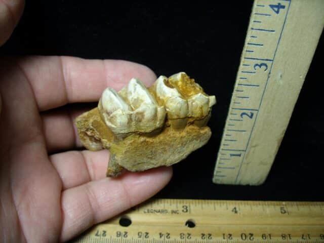 Fossilized "Short Legged Llama" Teeth in Jaw (070423e)