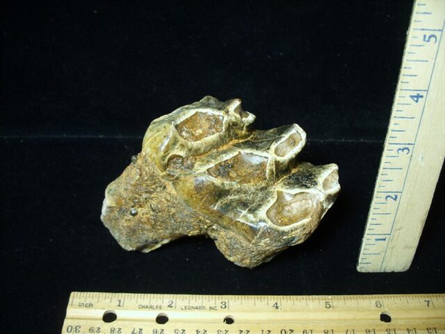 Fossilized Mastodon Molar (071123b)