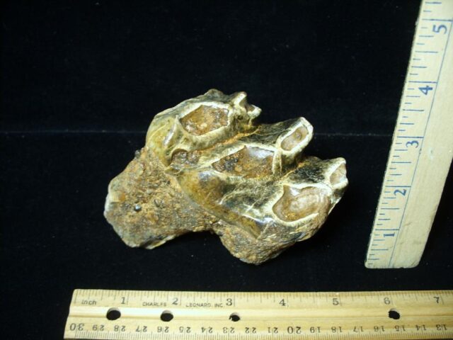 Fossilized Mastodon Molar (071123b) - Image 2