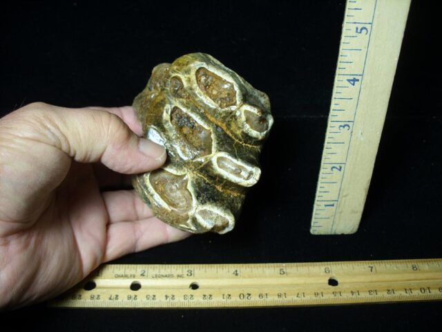 Fossilized Mastodon Molar (071123b) - Image 4