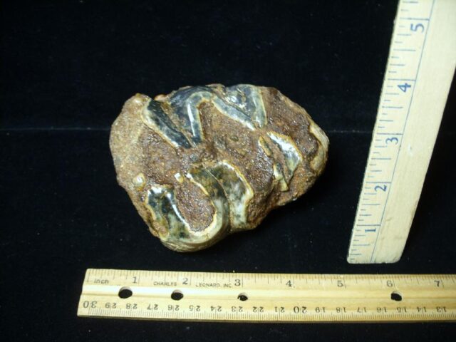 Fossilized Mastodon Molar (071123c)