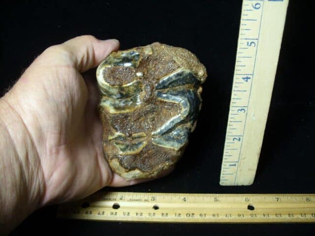 Fossilized Mastodon Molar (071123c) - Image 2