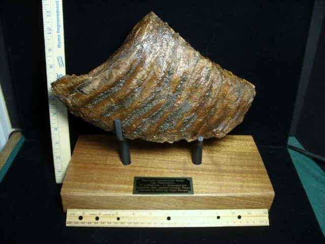 Fossilized Mammoth Molar (071123g)