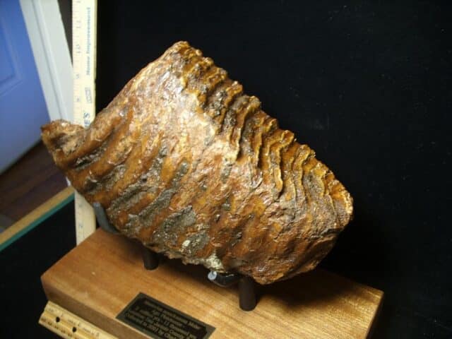Fossilized Mammoth Molar (071123g) - Image 2